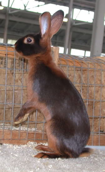 File:Breeds-tan-chocolate.jpg