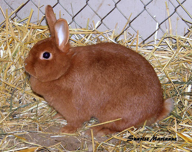 File:Breeds-thrianta-standard.jpg