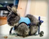 rabbit hind limb weakness wheel support