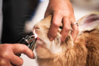 house rabbit dental exam