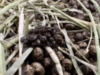 rabbit cecotropes in a litterbox