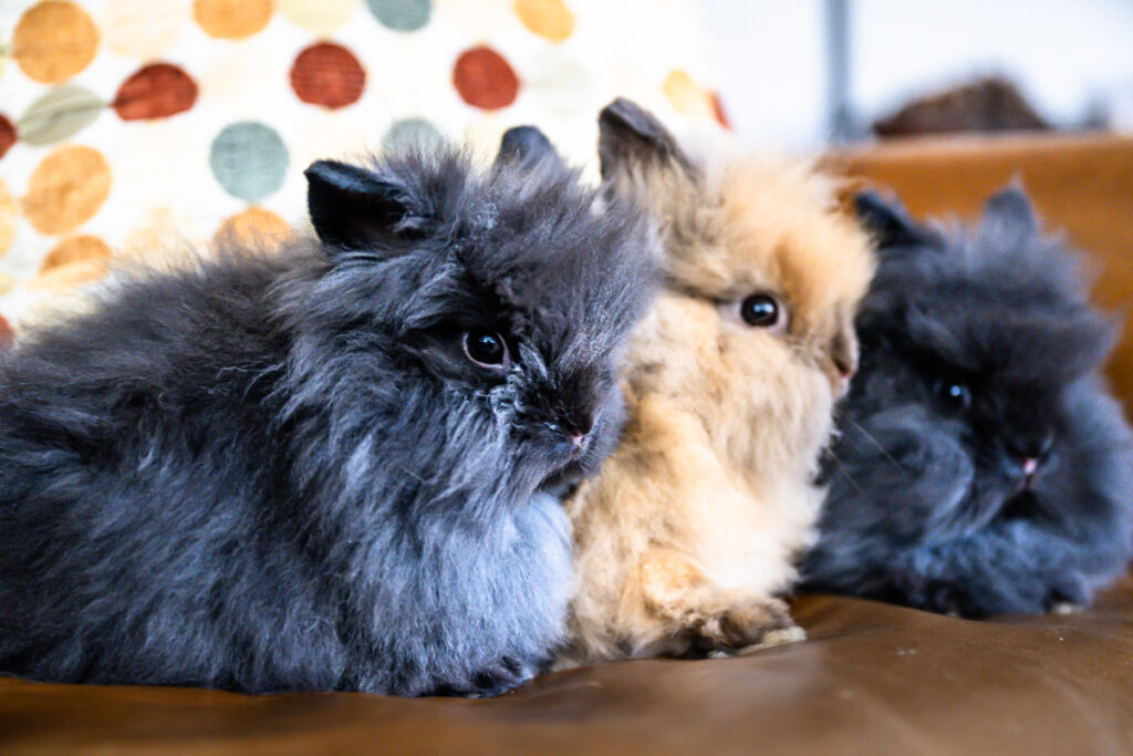 three rescued rabbits on a chair