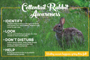 cottontail rabbit