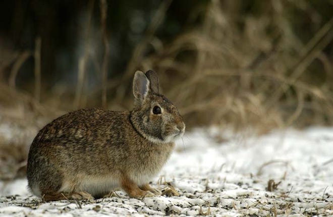 File:DFP chunky cottontail 2019-12.jpg