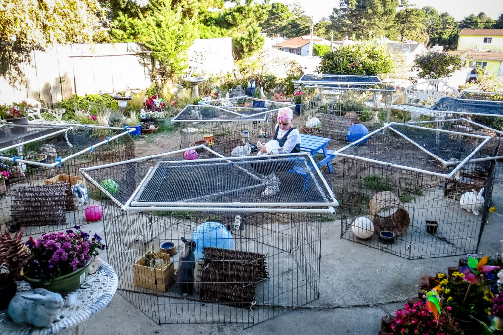 outdoor house rabbit runs