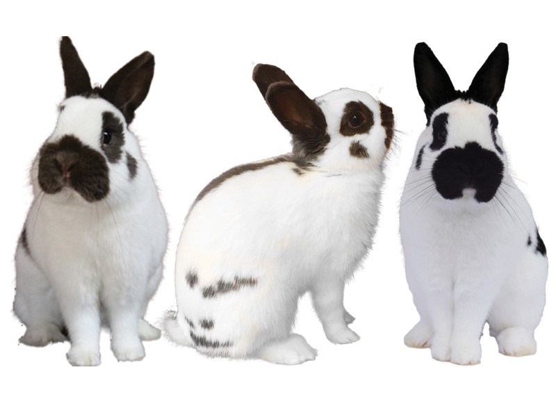 File:Dwarf-papillon-variety.jpg