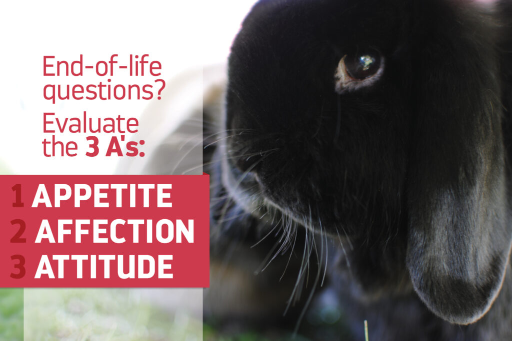 black lop house rabbit in profile
