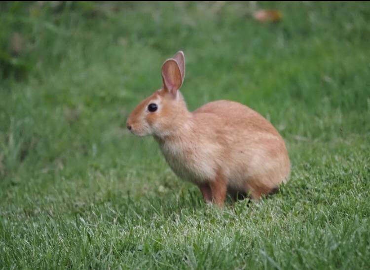 File:Evilmonkey239 leucistic cottontail-2021.jpg