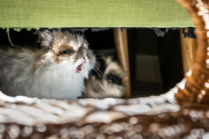 two rabbits, one yawning