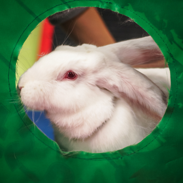 Awaiting Reprint Rights