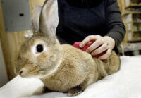 house rabbit being groomed