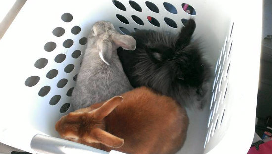 File:Heyoz laundry stress bond trio.jpg