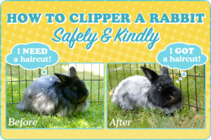 Image courtesy of Amy Ramnaraine.