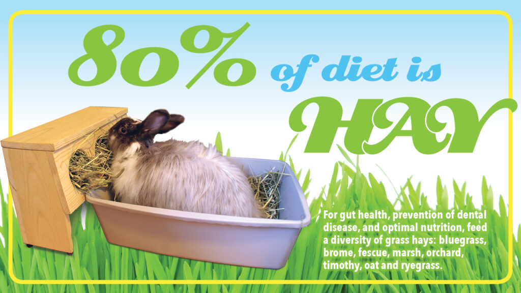 rabbit in a litter box eating hay