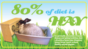 rabbit in a litter box eating hay