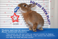 house rabbit happily tossing a bunny toy