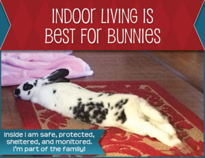 indoor house rabbit happily streched out on rug