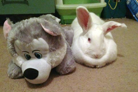 File:Jadeycakes alice stuffed wolf.jpg