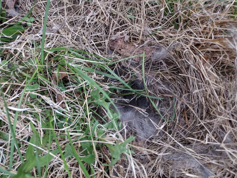 File:Jeffery cottontail nest.jpg