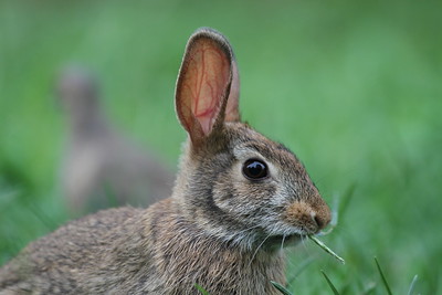 File:Jim-EasternCottontail.jpg