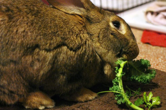 File:Kinenchen brock eating kale.jpg