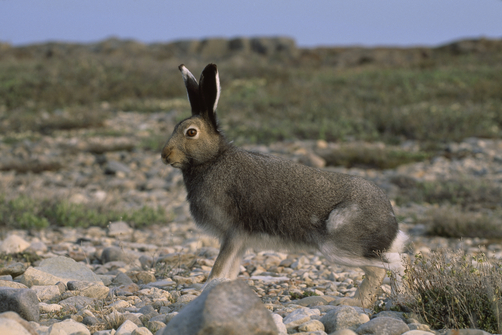 File:Lepus-arcticus-summer.jpg