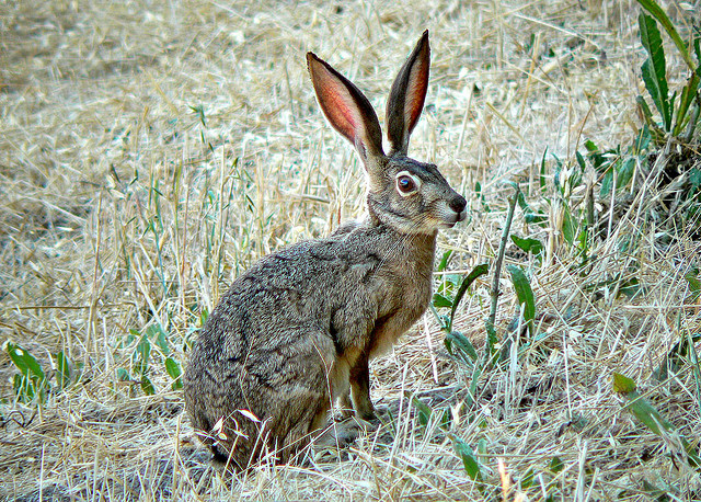 File:Lepus-californicus.jpg