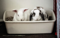 two rabbits in a litter box