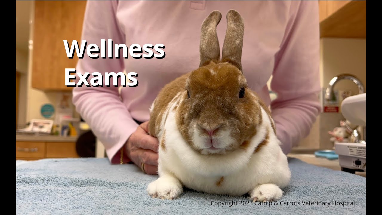 youtube-video-thumbnail