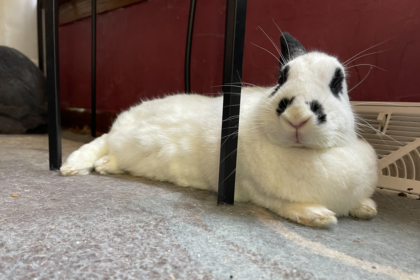 house rabbit looking directly at camera