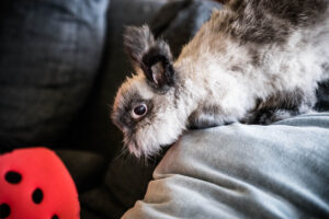 house rabbit on the couch