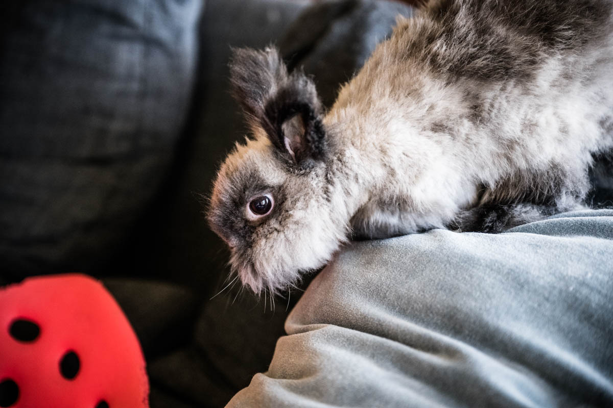 house rabbit on the couch