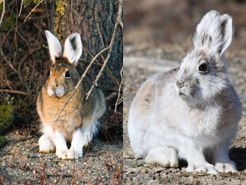 File:Molting snowshoe hare.jpg