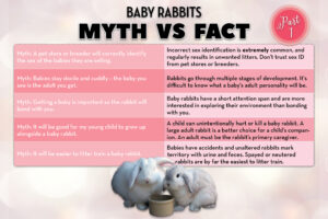 Baxter and Scooter image courtesy of Alison Giese. Infographic by Amy Ramnaraine.