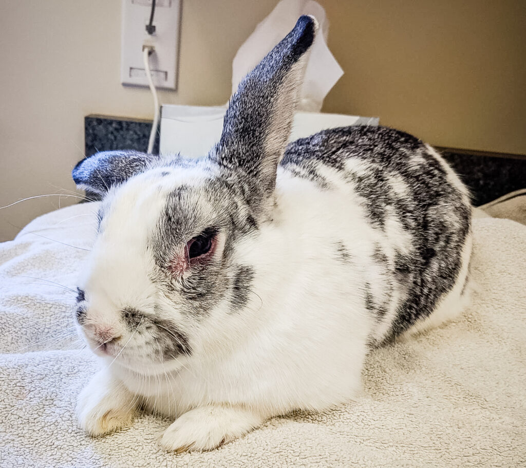 myxomatosis in a pet rabbit