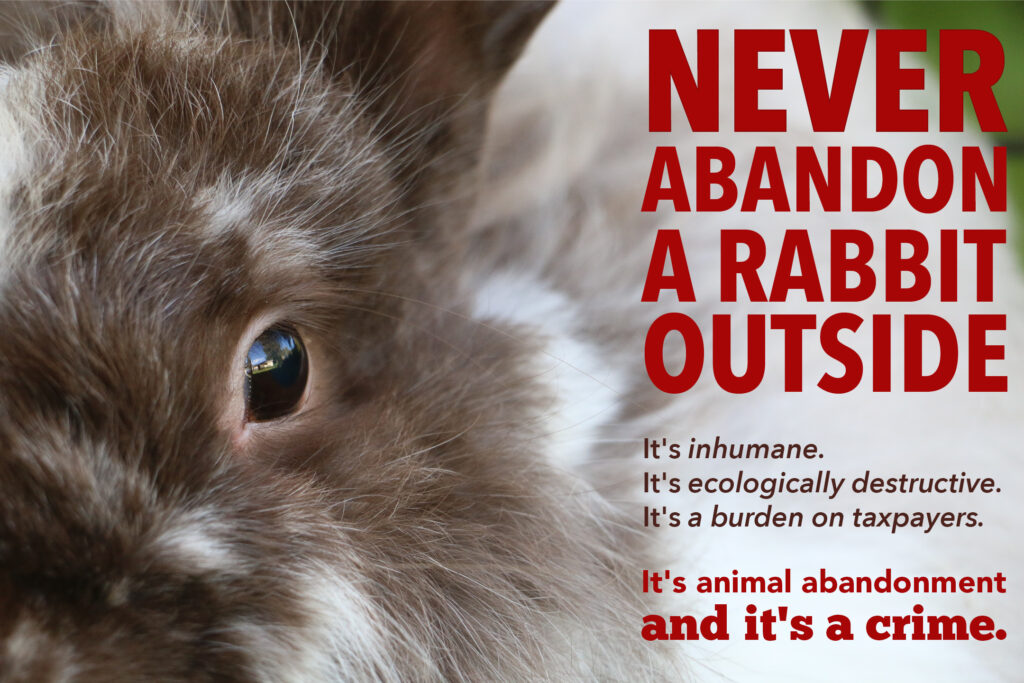 house rabbit and text warning not to abandon a rabbit outside