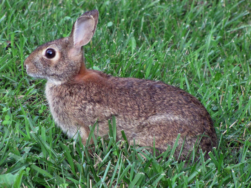 File:NHPBS cottontail.jpg