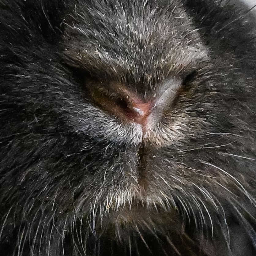 Reprinted With Permission of Organization