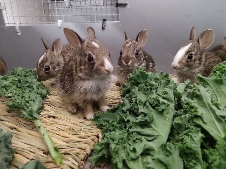 File:NWR leucistic cottontail litter-2021.jpg