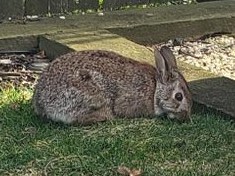 File:Onlyletters999 cottontail.jpg