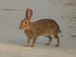 File:Oryctolagus-cuniculus-algirus1.jpg