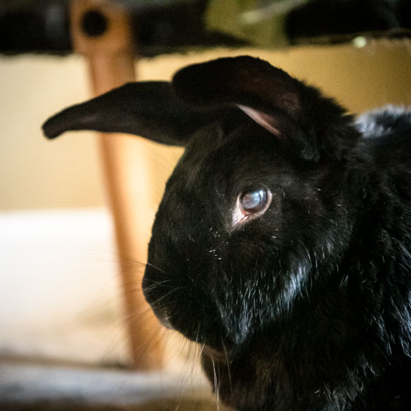 Creative Commons Remixed