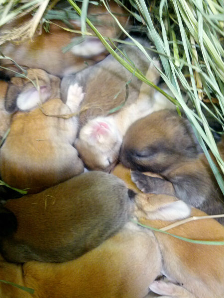 File:R3ntintin shelter litter babies.jpg