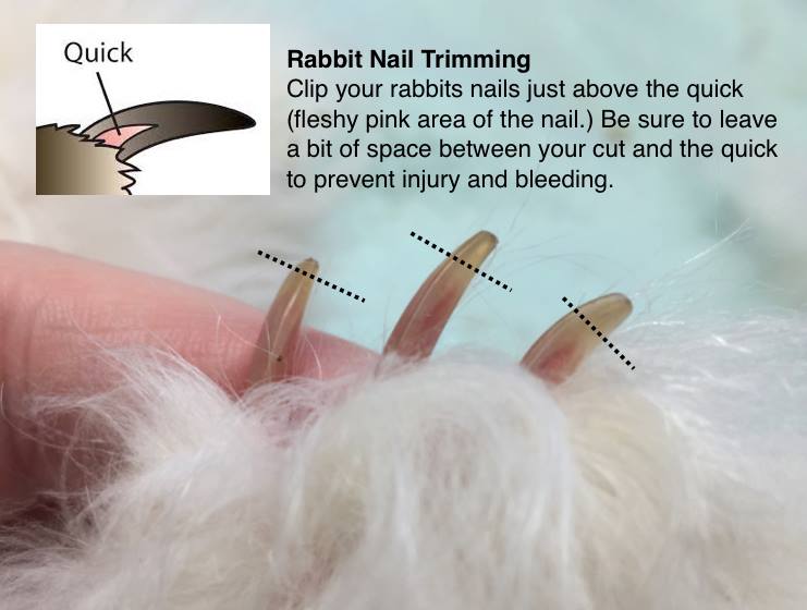 File:RabbitNailTrim1.jpg