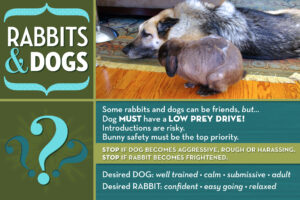 Mouse and Rose by Amy Ramnaraine. Note: The author of this article successfully introduced Mouse & Duchess (bonded rabbit pair) to Rose, a German Shepherd dog.