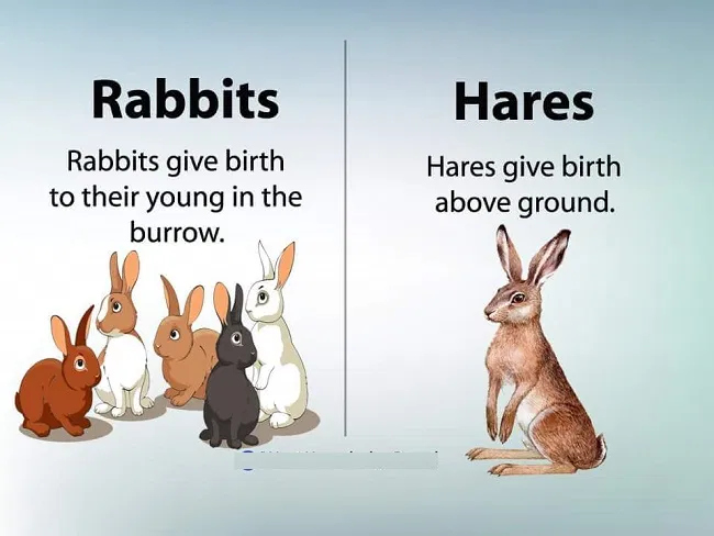 File:Rabbits-and-Hare.jpg