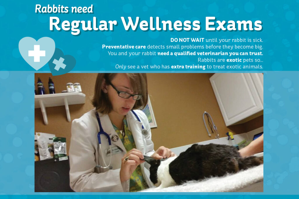 veterinarian examining a house rabbit.