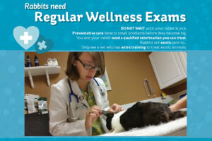 veterinarian examining a house rabbit.