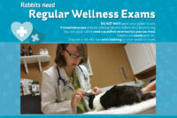 veterinarian examining a house rabbit.