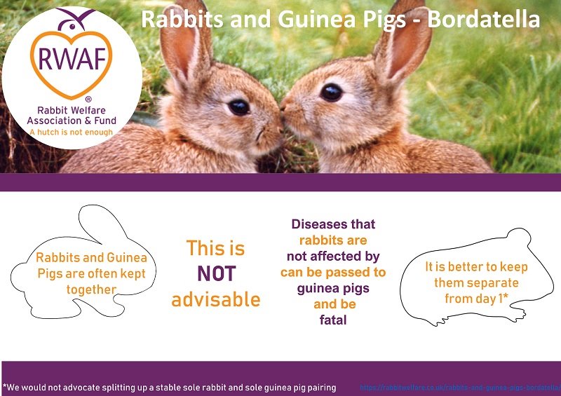 File:RWAF-RabbitAndGuineaPigs1.jpg